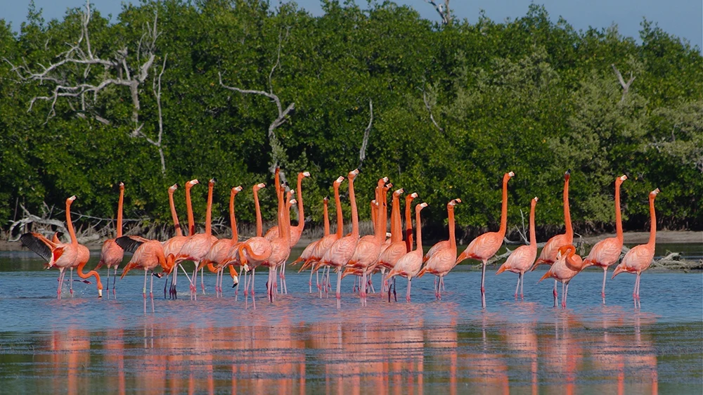 chiapas y yucatan